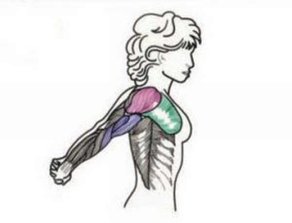 Гимнастика для мышц плечевого пояса
